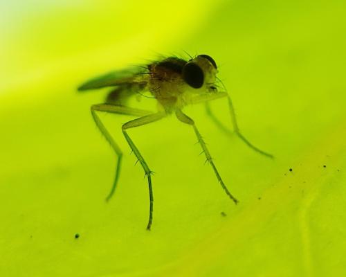 Cordilura albipes